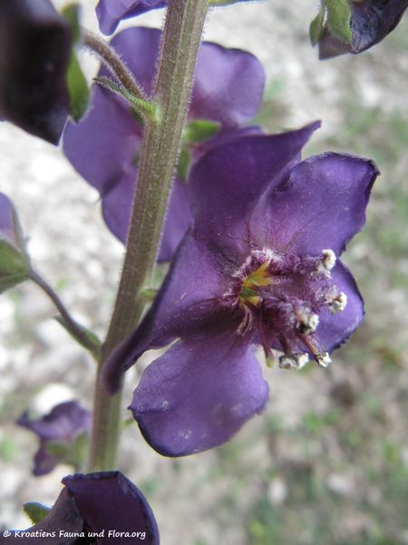 Datei:Verbascum phoeniceum Linné, 1753 Bruška 170421 7229.jpg