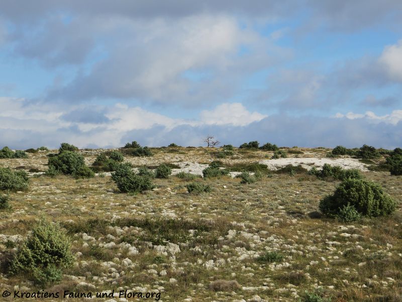 Datei:191220 2543 Baum.jpg