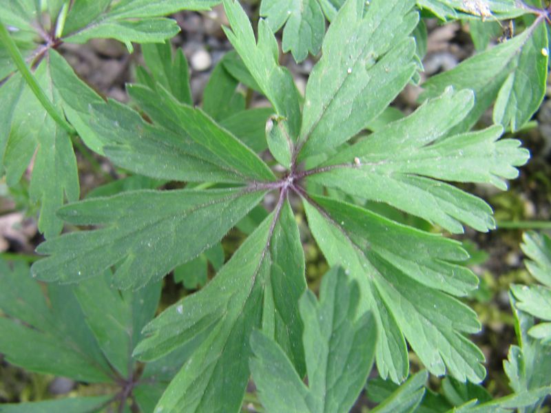 Datei:Ane ran R Sta 120403 151.jpg