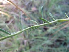 Stängelblatt Otok Vir 05/2012