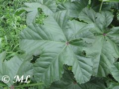 Gelapptes Blatt, Zagreb 11/2013