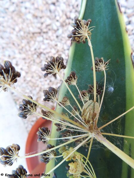 Datei:Odontotarsus robustus Jakovlev, 1883 Vir 230715 4203.JPG