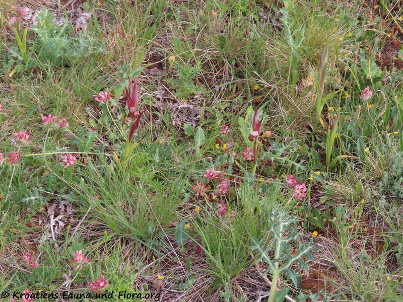 Datei:Serapias vomeracea (Burmann) Briqet, 1910 Priv 210513 2239 k.jpg