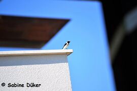 ♂ , Primošten 06/2019