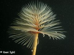 210626 Sabelle 6.jpg