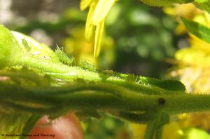 CapitInul Vir 160927 9340 d.jpg