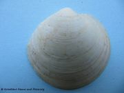 Dosinia exoleta Linné, 1758 - Artemismuschel. Fundort: Otok Vir 06/2010, Meerestier