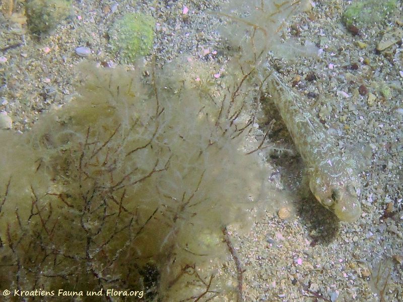 Datei:Gobius geniporus Valenciennes, 1837 Vir 110622 2.jpg