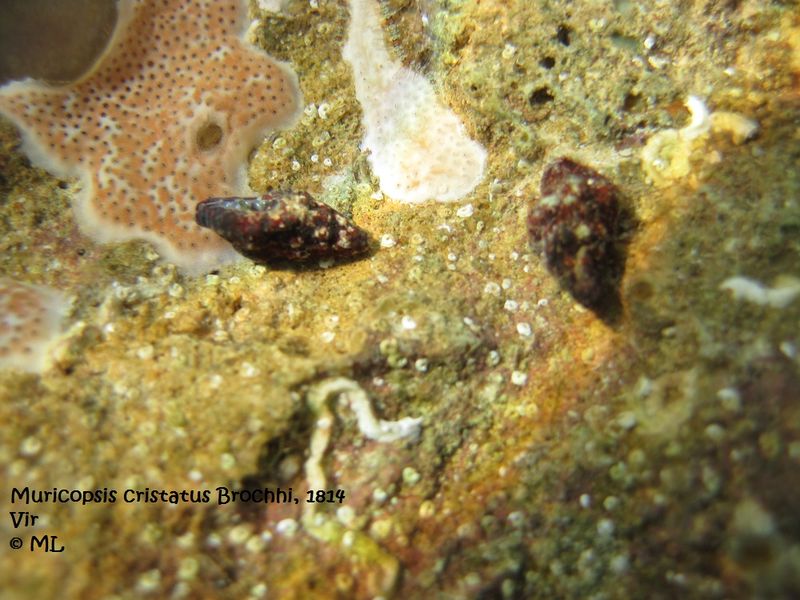 Datei:Muricopsis cristatus Brochhi, 1814, Vir 120902 1749 t.jpg