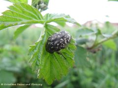 Auf Brombeere, Bayern-Rötz 05/2015