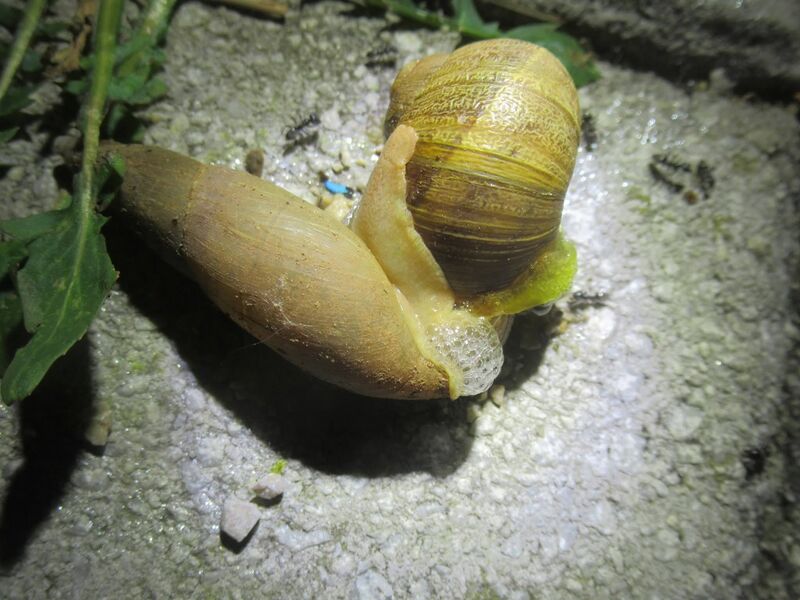 Datei:Poiretia cornea.jpg