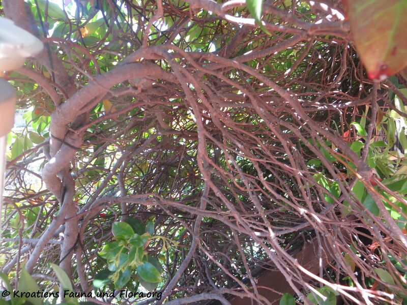 Datei:Trachelospermum jasminoides (Lindley) Lemaire, 1851 Zad 200429 489.JPG