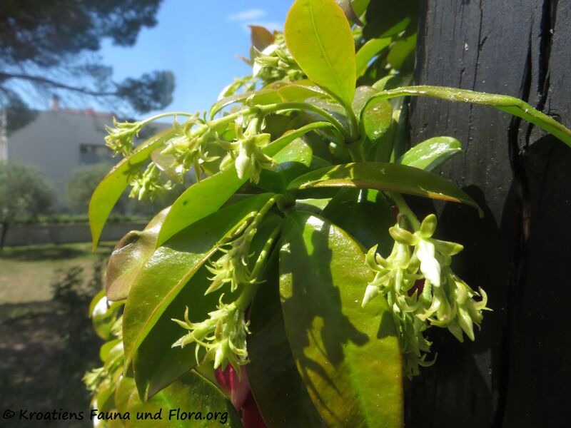 Datei:Trachelospermum jasminoides (Lindley) Lemaire, 1851 Zad 200429 493.JPG