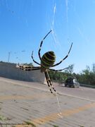 Vrsi 09/2020 - höchträchtiges Weibchen