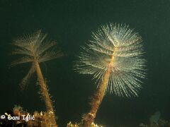 210626 Sabelle 8.jpg