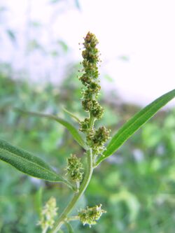 AtriplPatu Nin 150902 1790.jpg