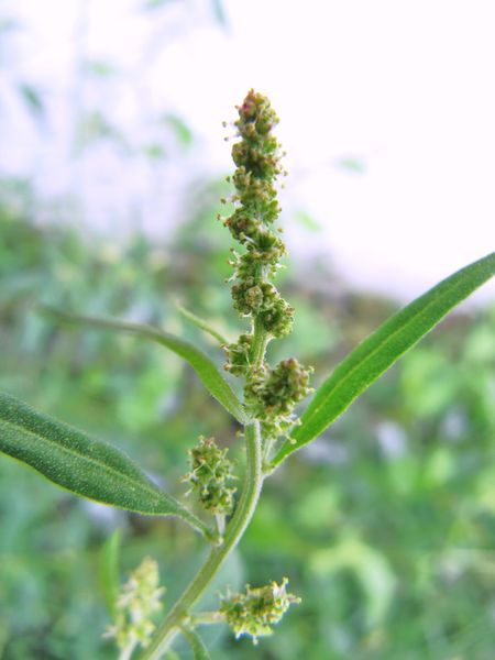 Datei:AtriplPatu Nin 150902 1790.jpg