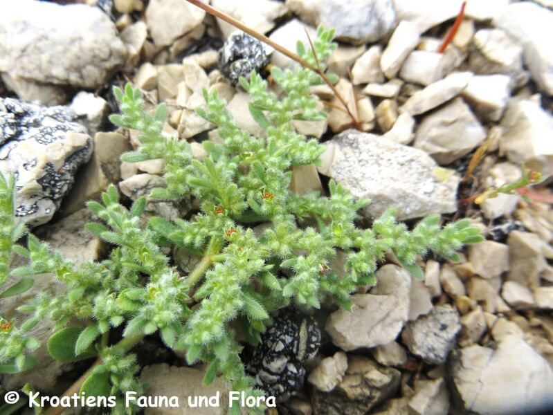 Datei:Herniaria incana Lamarck, 1789 Kamen 190525 1093.JPG