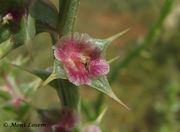 Kali tragus Scopoli, 1771 - Ruthenisches Salzkraut. Fundort: Vir 09/2011