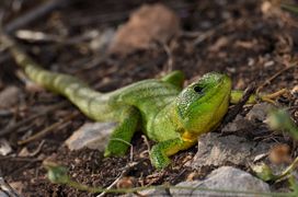 Mit freundlicher Genehmigung von Werner Kalopp, Otok Pag