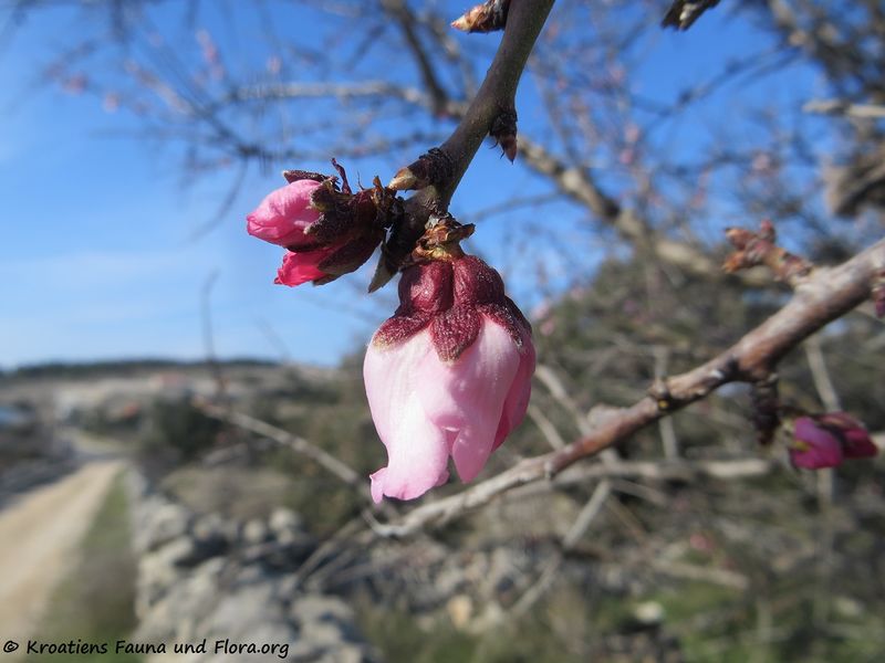 Datei:Prunus amygdalus Batsch, 1801 Vir 180228 11025 txt.jpg