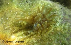 SagTro Vir 120911 2187k.jpg