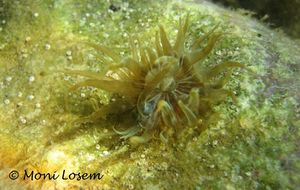 SagTro Vir 120911 2187k.jpg