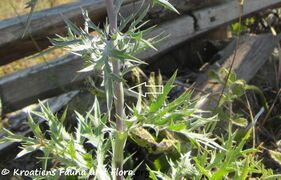 Hier haben Larven der Gallmücke Lasioptera eryngii Vallot, 1829 eine Galle induziert.