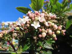 Viburnum tinus Linné, 1753 - Mittelmeer-Schneeball, lemprika
