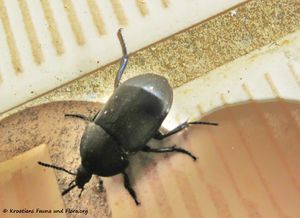 Ablattaria laevigata Fabricius, 1775 Vir 170416 7117 d.jpg