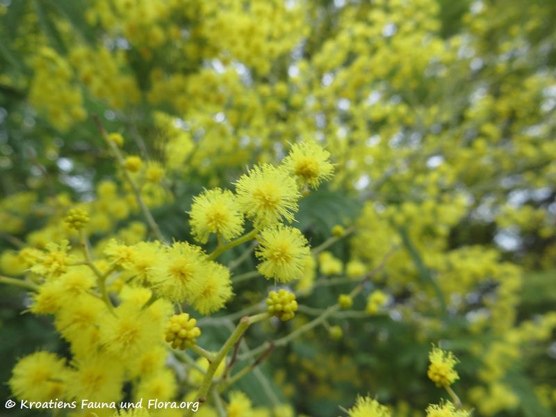 Datei:Acacia dealbata Link, 1822 SvFiJa180129 10656 txt.jpg