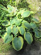 Glocken-Funkie, funkija. Fundort: Bayern - Frauenbründl 07/2012, Invasive Pflanze , Zierpflanze