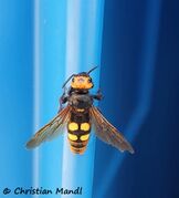 ♀, © Christian Mandl, Grebaštica 07/2020