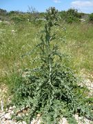 Habitus, Vir 05/2012