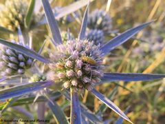 Larve von Chrysoperla mediterranea Hölzel, 1972 - Mittelmeer-Florfliege auf der Suche nach Beute