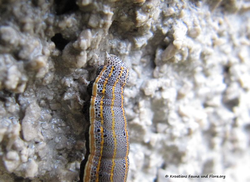 Datei:AediaLeuco Vir 130930 4489 D.jpg