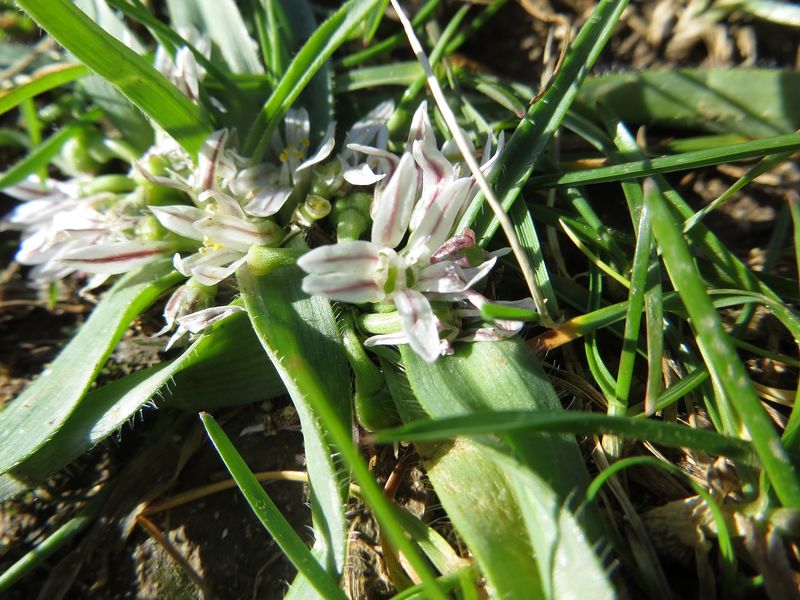 Datei:AlliCam Zat180122 10434.jpg