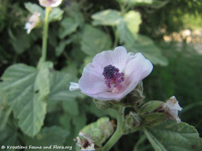 Datei:Althaea officinalis Linné, 1753 Vran 140715 4960.jpg