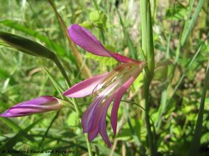 Blü 1 GladItal Krš 140425 2517.jpg