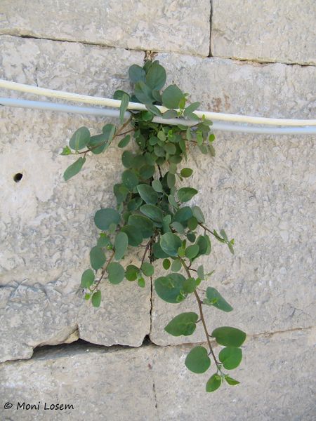 Datei:Capparis spinosa Linné, 1753 Zad 140622 4220.jpg