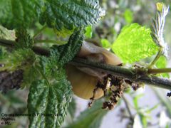 Unterseite, Murnau 09/2011