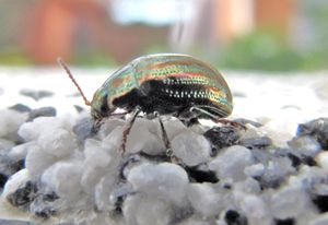 ChryAm Vir 131103 5829 D.jpg