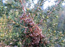 Reife Früchte, Vir 12/2012