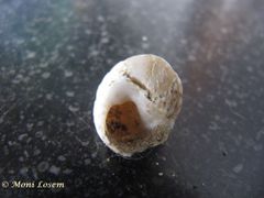 Umgeschlagene Innenlippe, die den Nabel verdeckt. Vir 01/2015