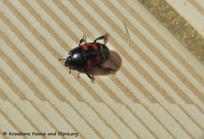 Datei:Hister quadrimaculatus Linné, 1758 Vir 170416 7119 d.jpg