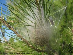 Nest, Otok Vir 11/2014