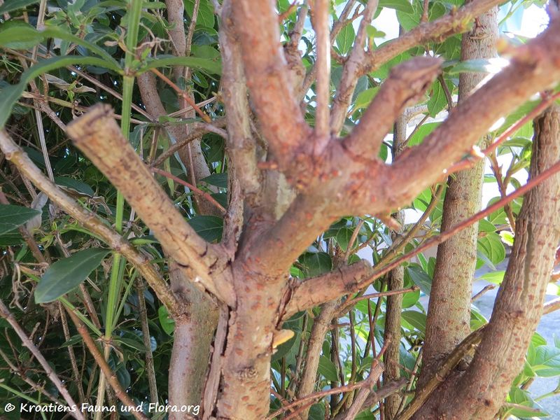 Datei:Viburnum tinus Linné, 1753 Zad 180122 10403 txt.jpg