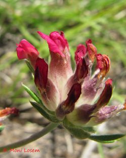 Anthyllis vulneraria Linné, 1753, Vir 130515 1781.jpg