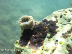 Unter einem Stein, umwachsen von einer Kolonie Moostierchen, Vir 07/2014