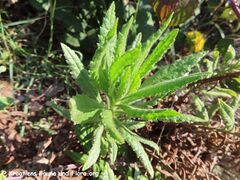 Rosette im ersten Jahr, Otok Vir 09/2021